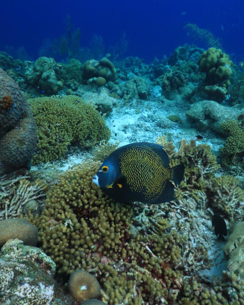 Duiken en snorkelen op Bonaire