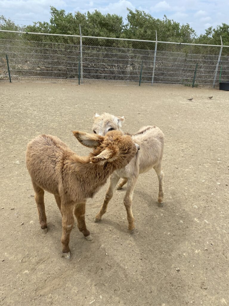 Donkey Sanctuary Bonaire