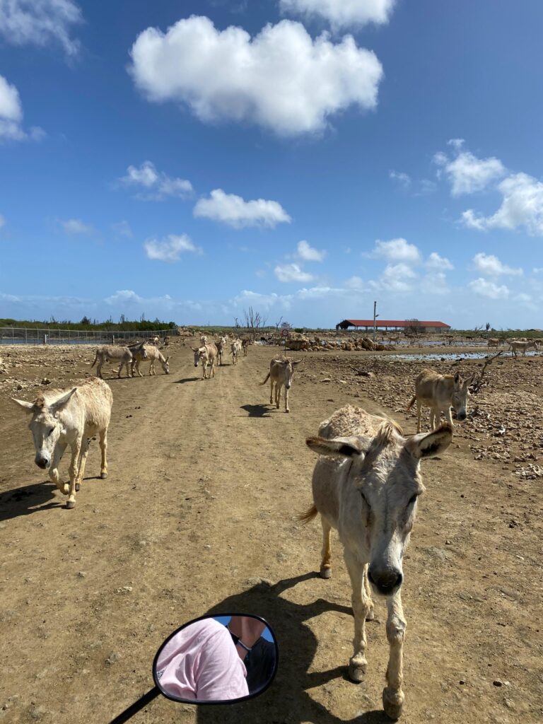 Donkey sanctuary Bonaire