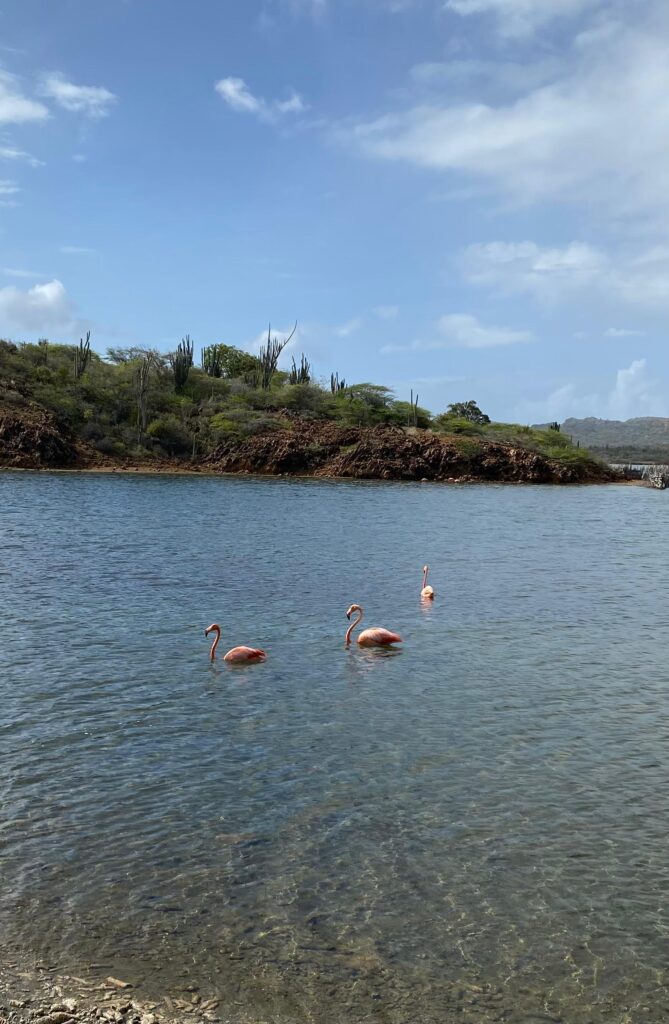 Goto meer Bonaire