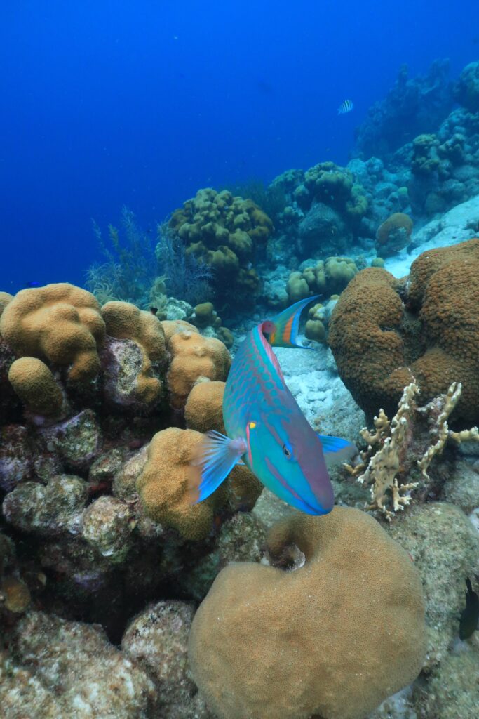 Snorkelen Bonaire Lac Cai