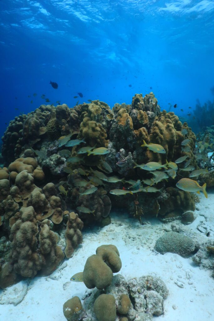 Snorkelen Bonaire Salt pier