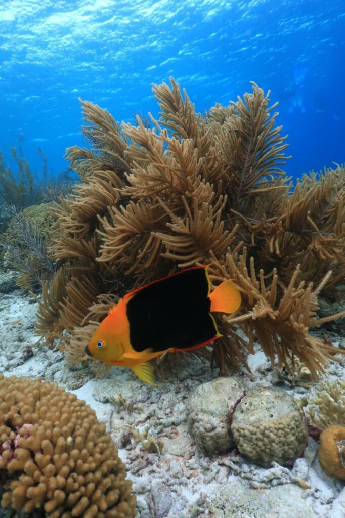 Snorkelen Bonaire te amo