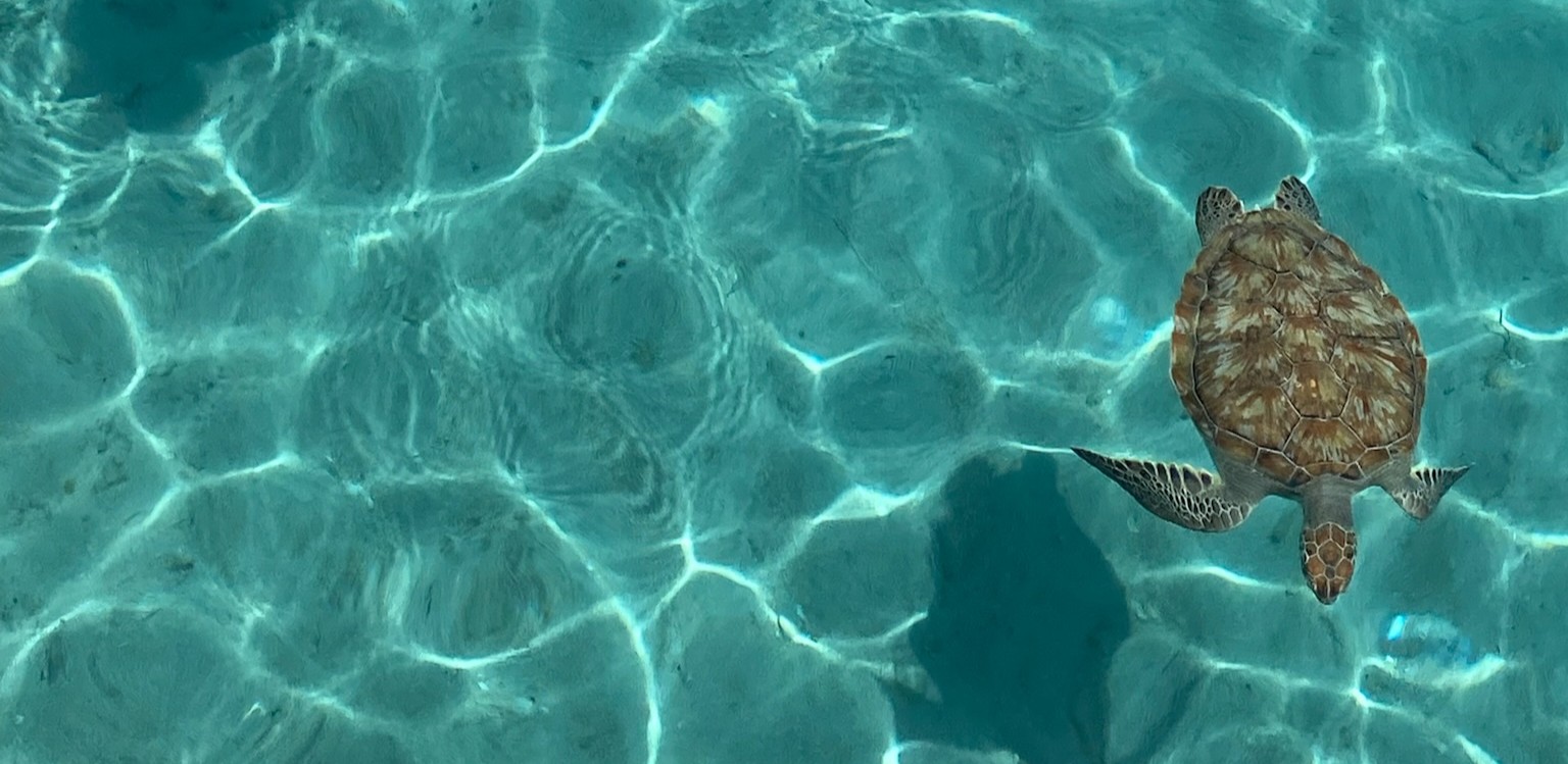 Schildpadden Curacao