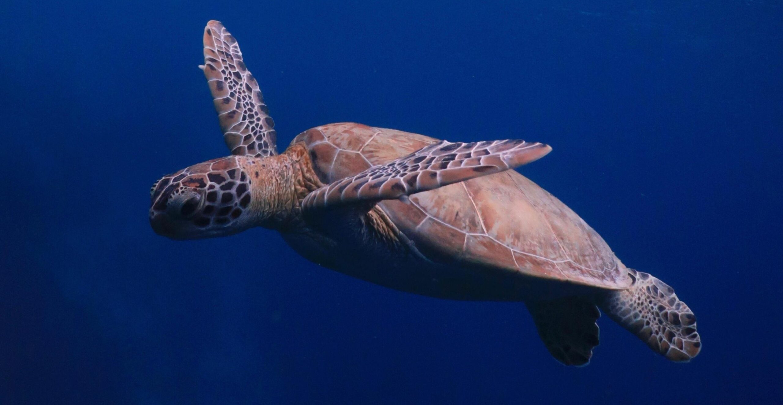 Snorkelen bonaire